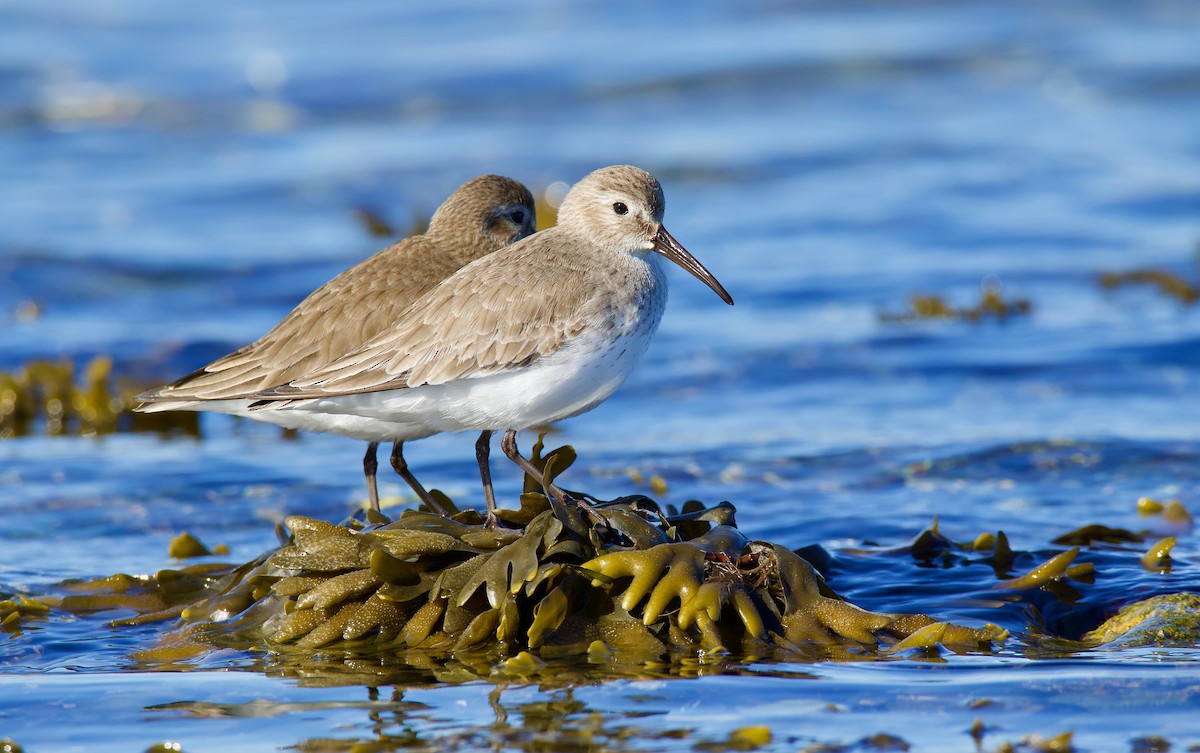 Dunlin - ML315687661