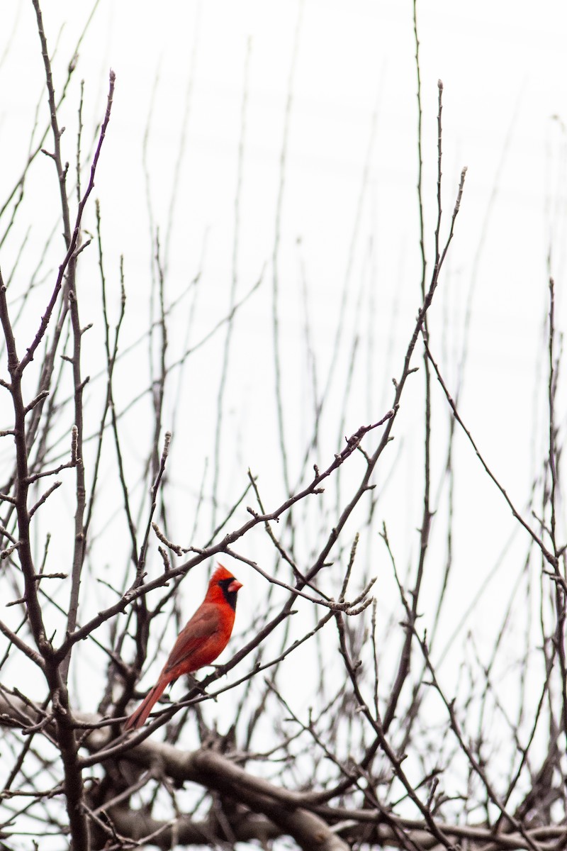 Northern Cardinal - christine harripersad