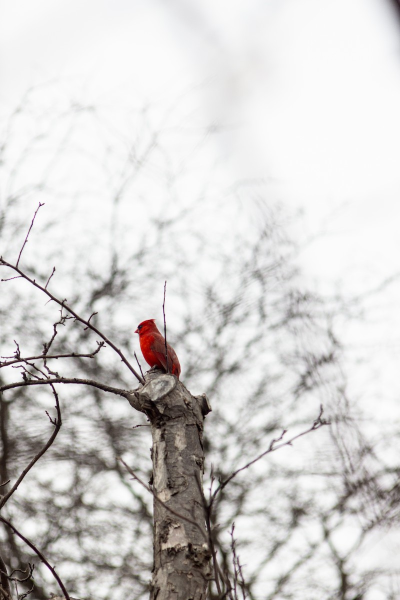 Northern Cardinal - christine harripersad