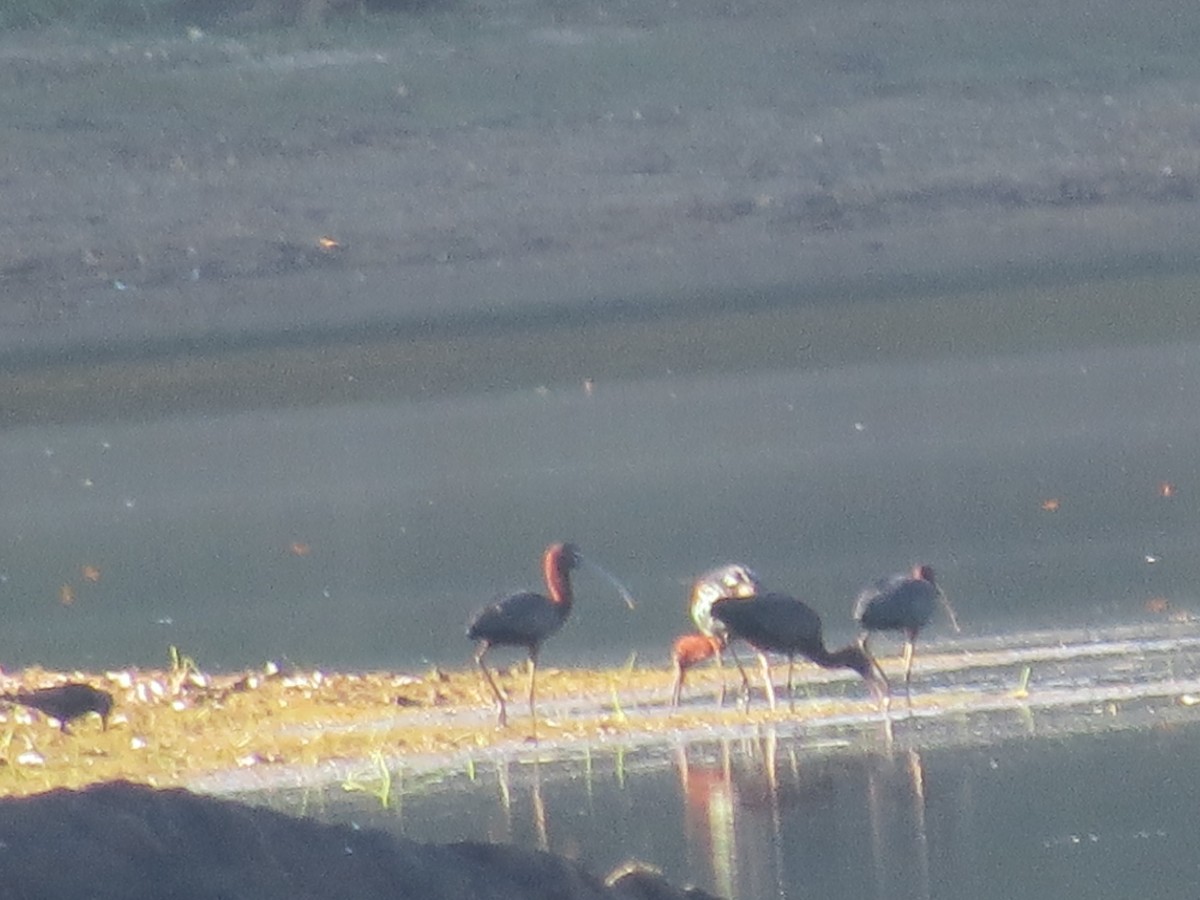 Glossy Ibis - Kathryn Dia