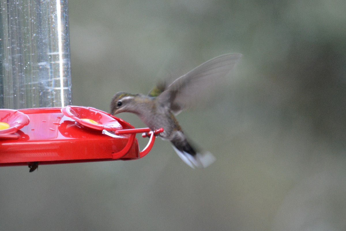 kolibřík blankytohrdlý - ML315689251