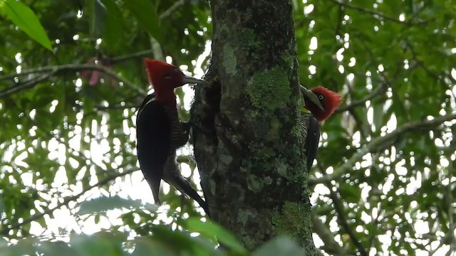 Robust Woodpecker - ML315689291