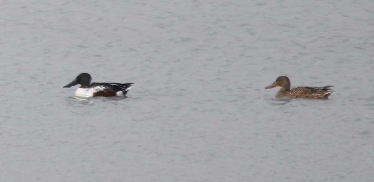 Northern Shoveler - ML315691221