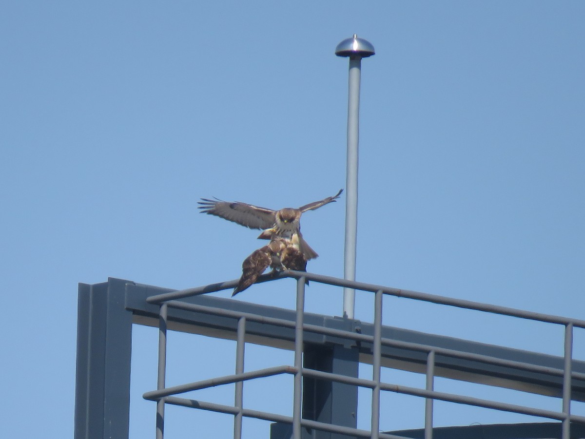 Red-tailed Hawk - ML315691761