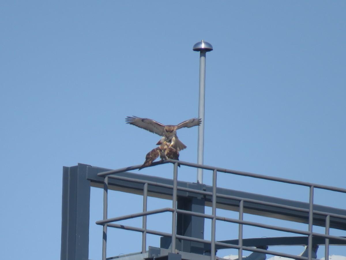 Red-tailed Hawk - ML315691781