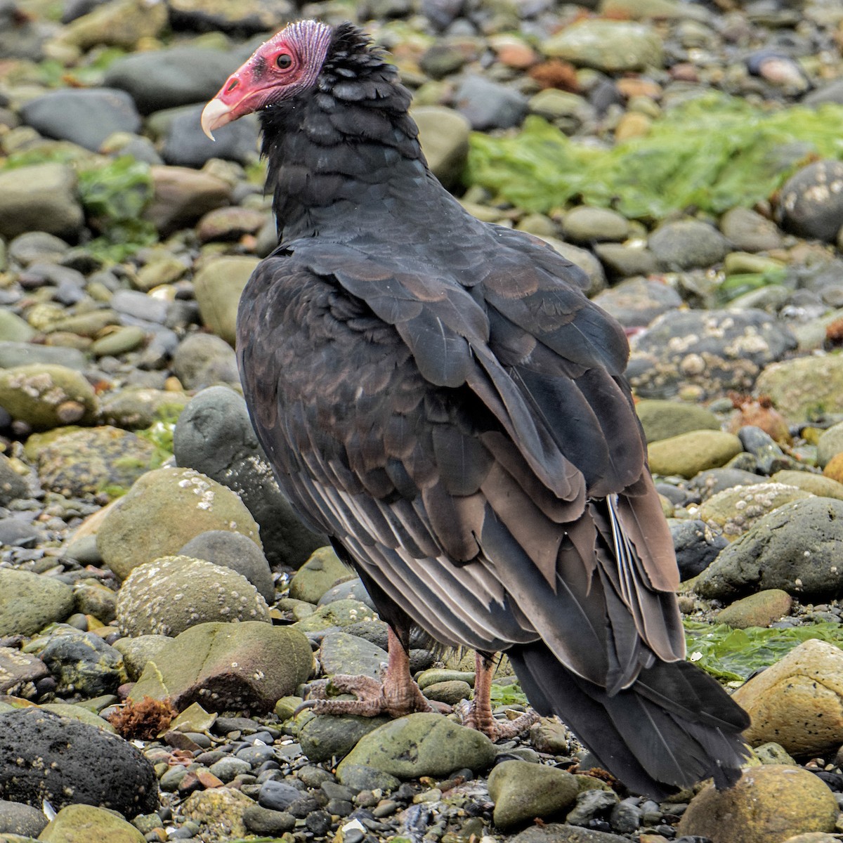 Turkey Vulture - ML315692311