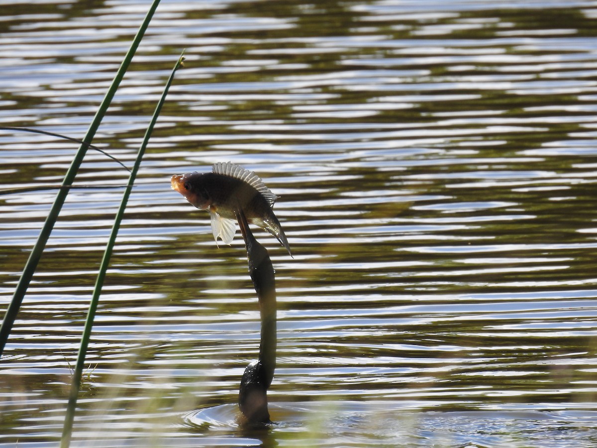 Anhinga Americana - ML315692581