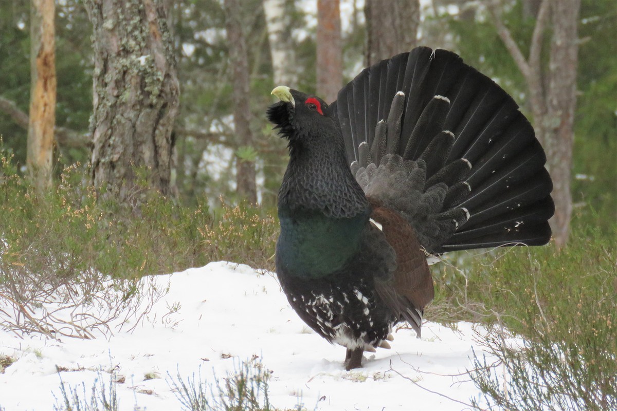 Western Capercaillie - ML315693081