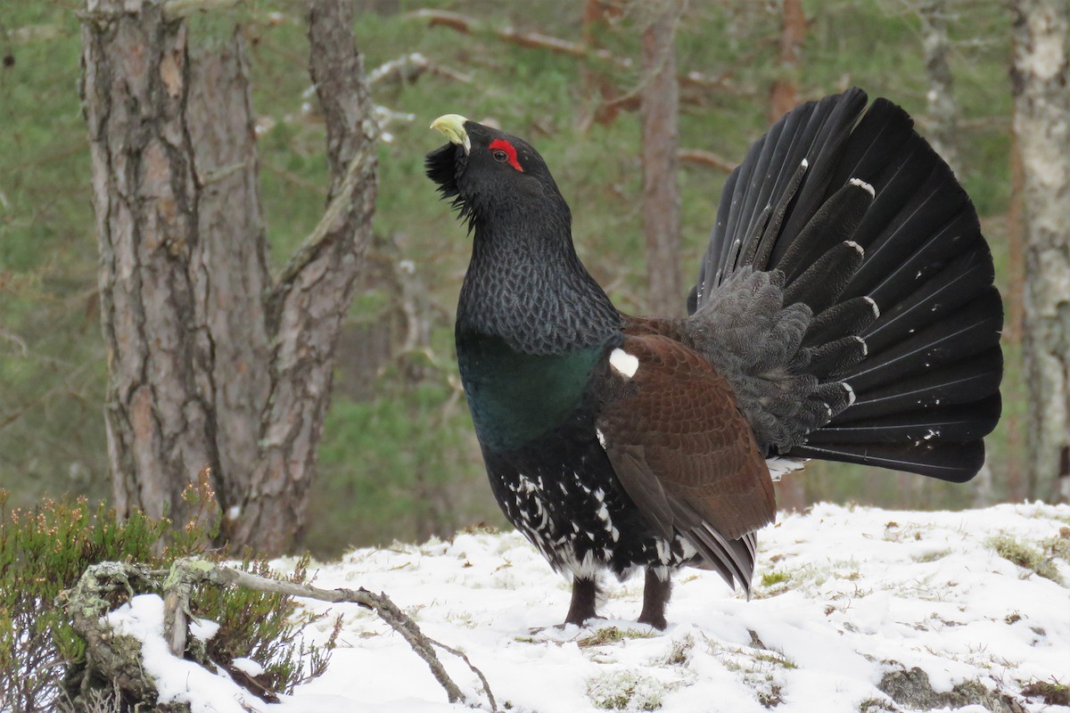 Western Capercaillie - ML315693211