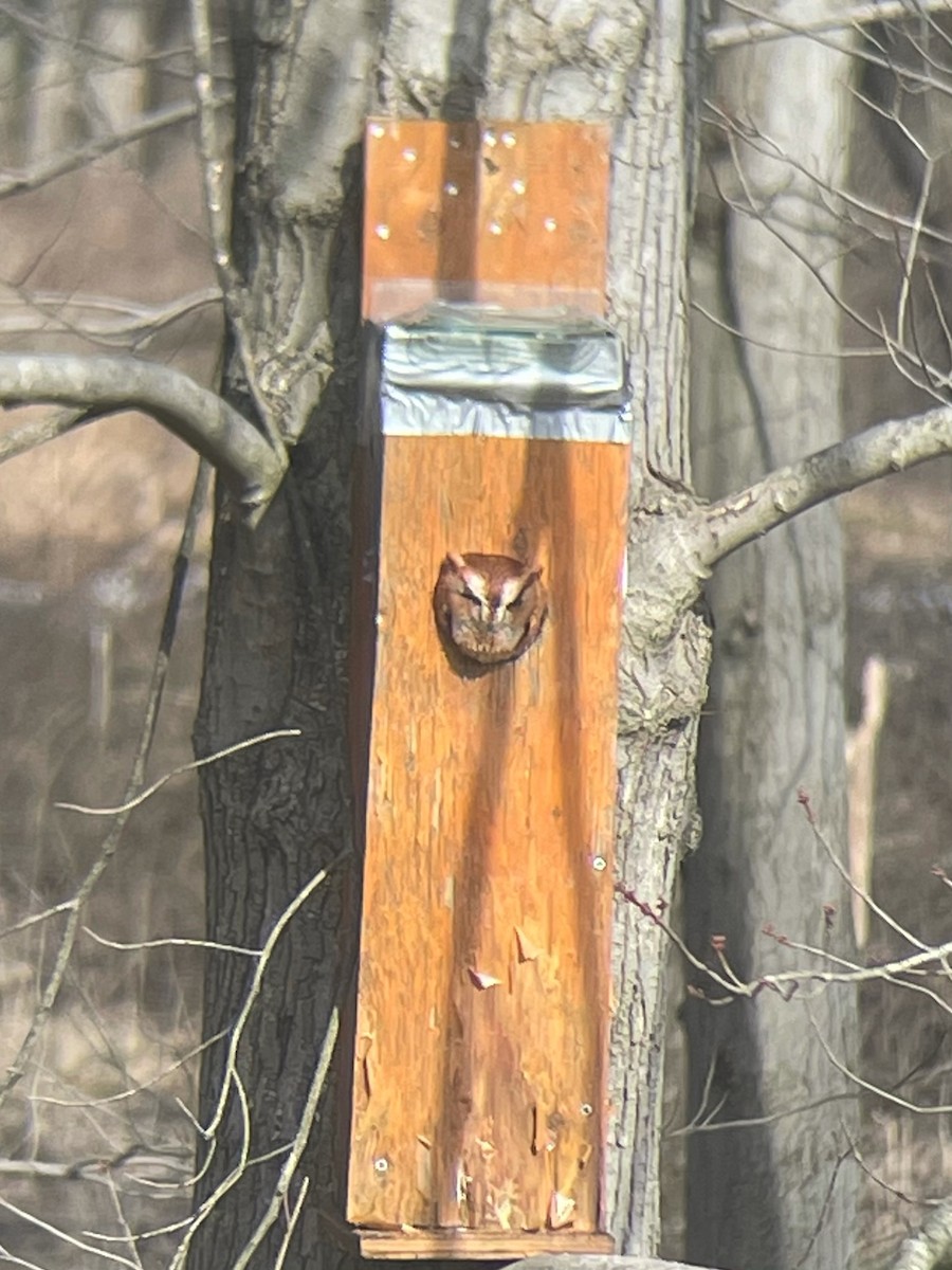 Eastern Screech-Owl - Anonymous