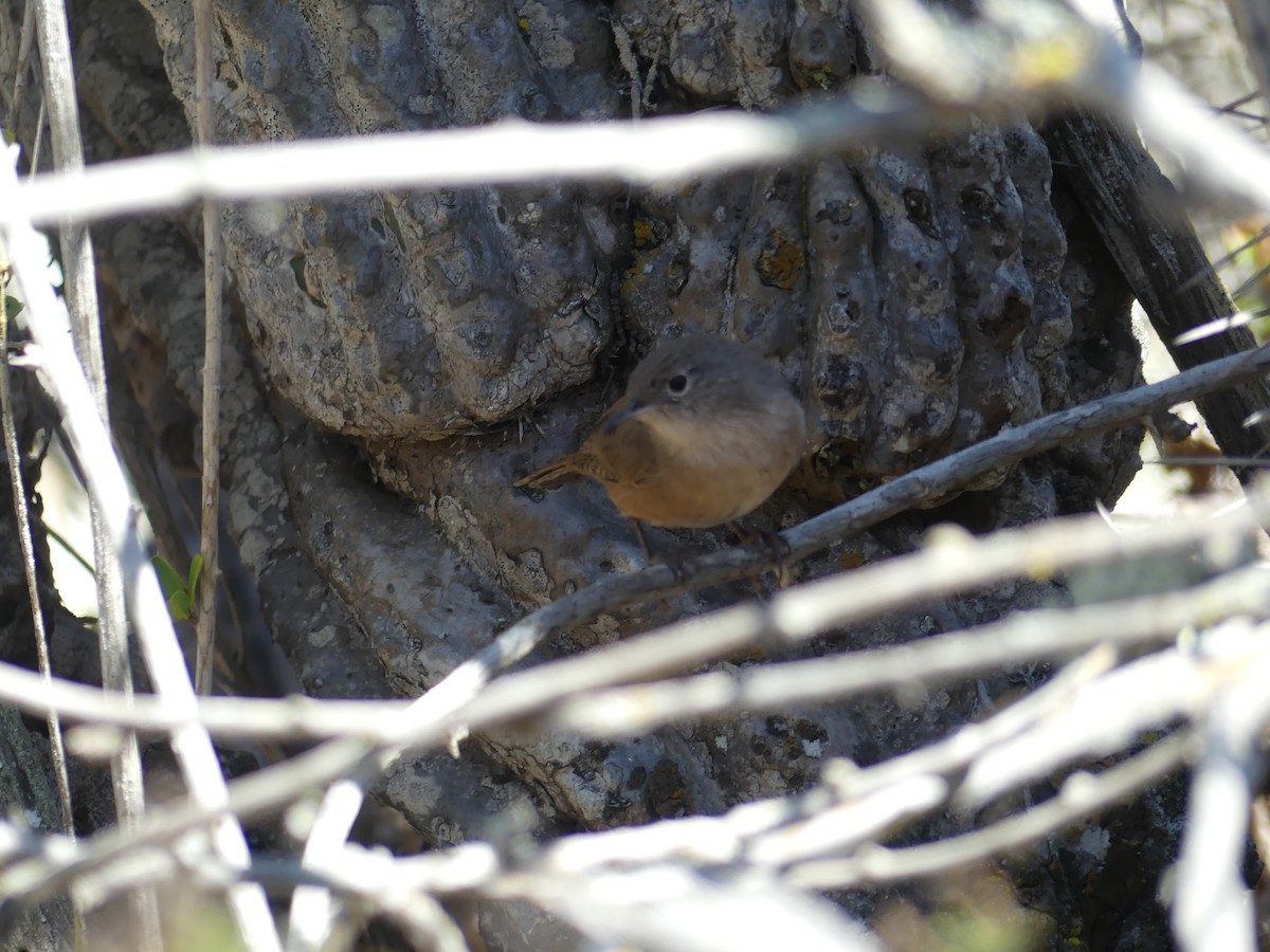 House Wren - ML315695451