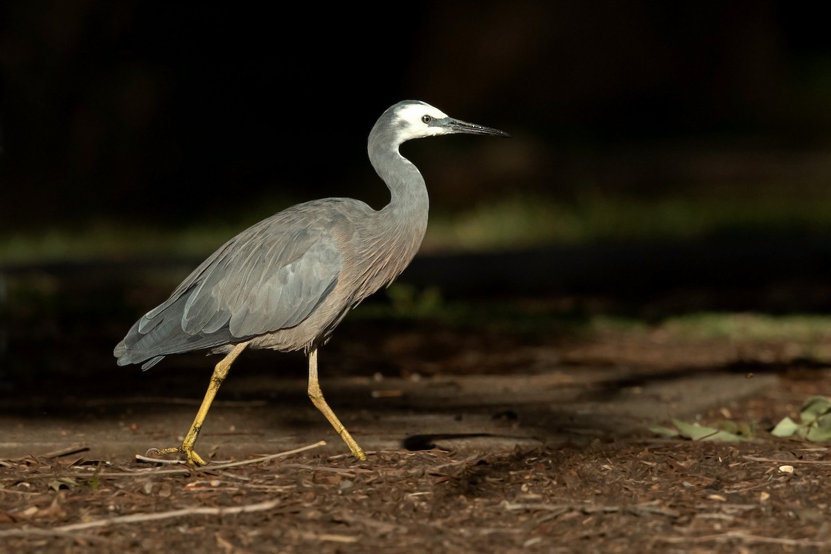 White-faced Heron - ML315695461