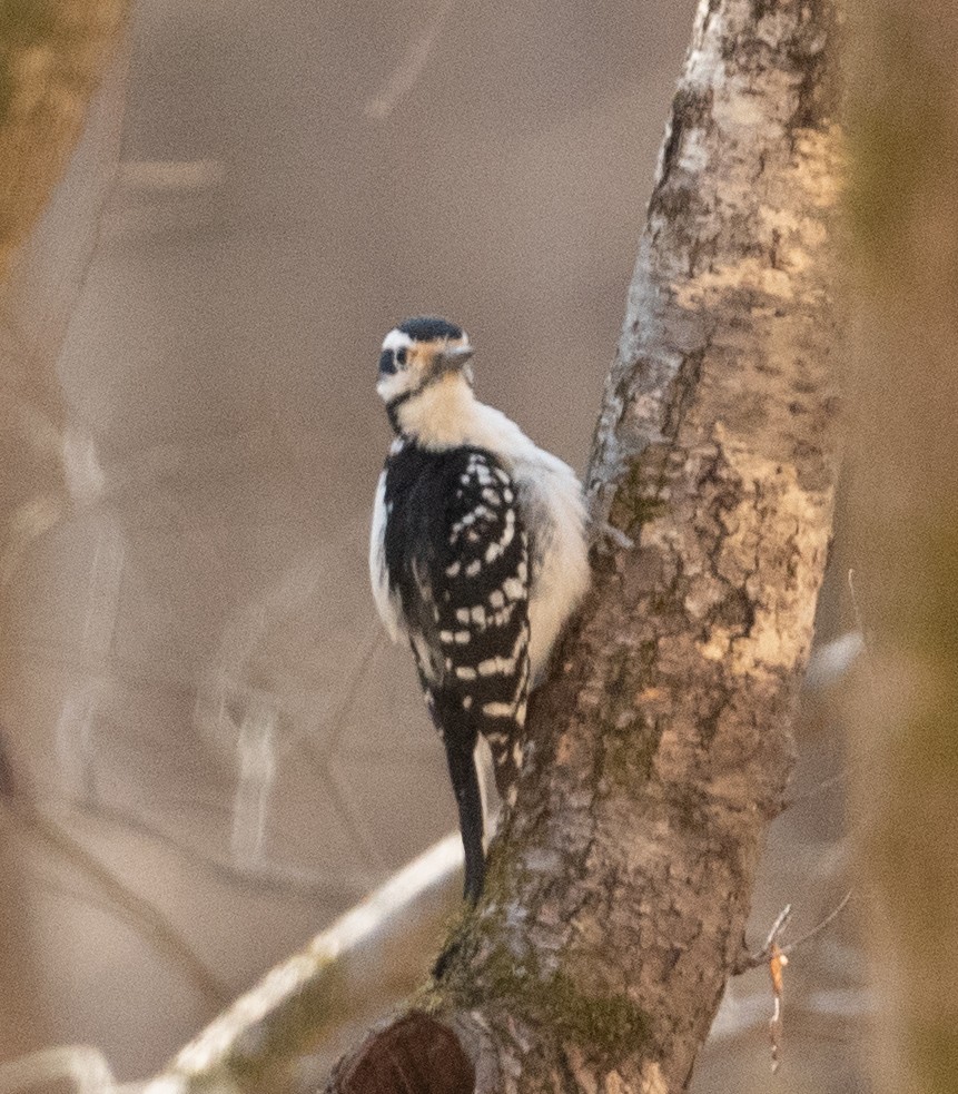 Hairy Woodpecker - Joe Donahue