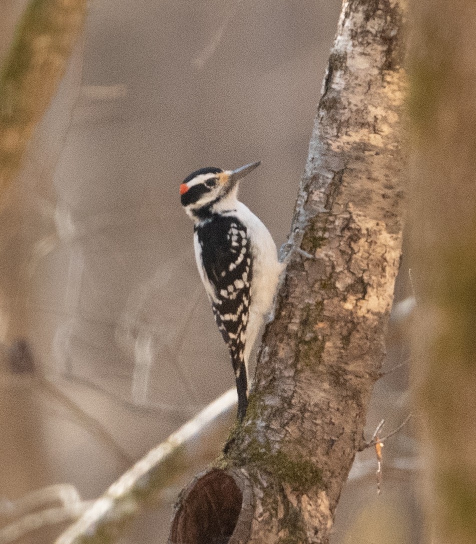 Hairy Woodpecker - Joe Donahue