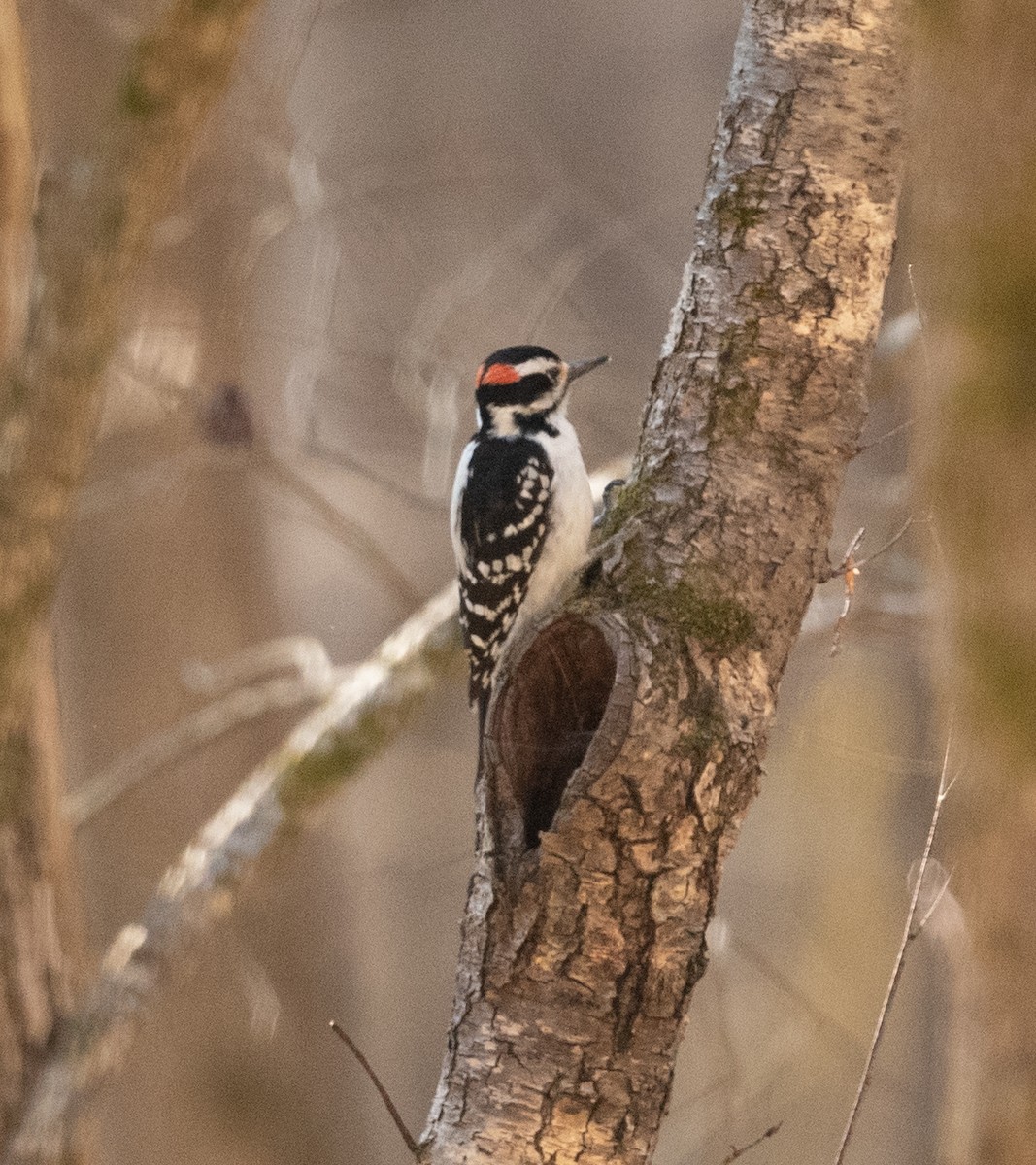 Hairy Woodpecker - Joe Donahue