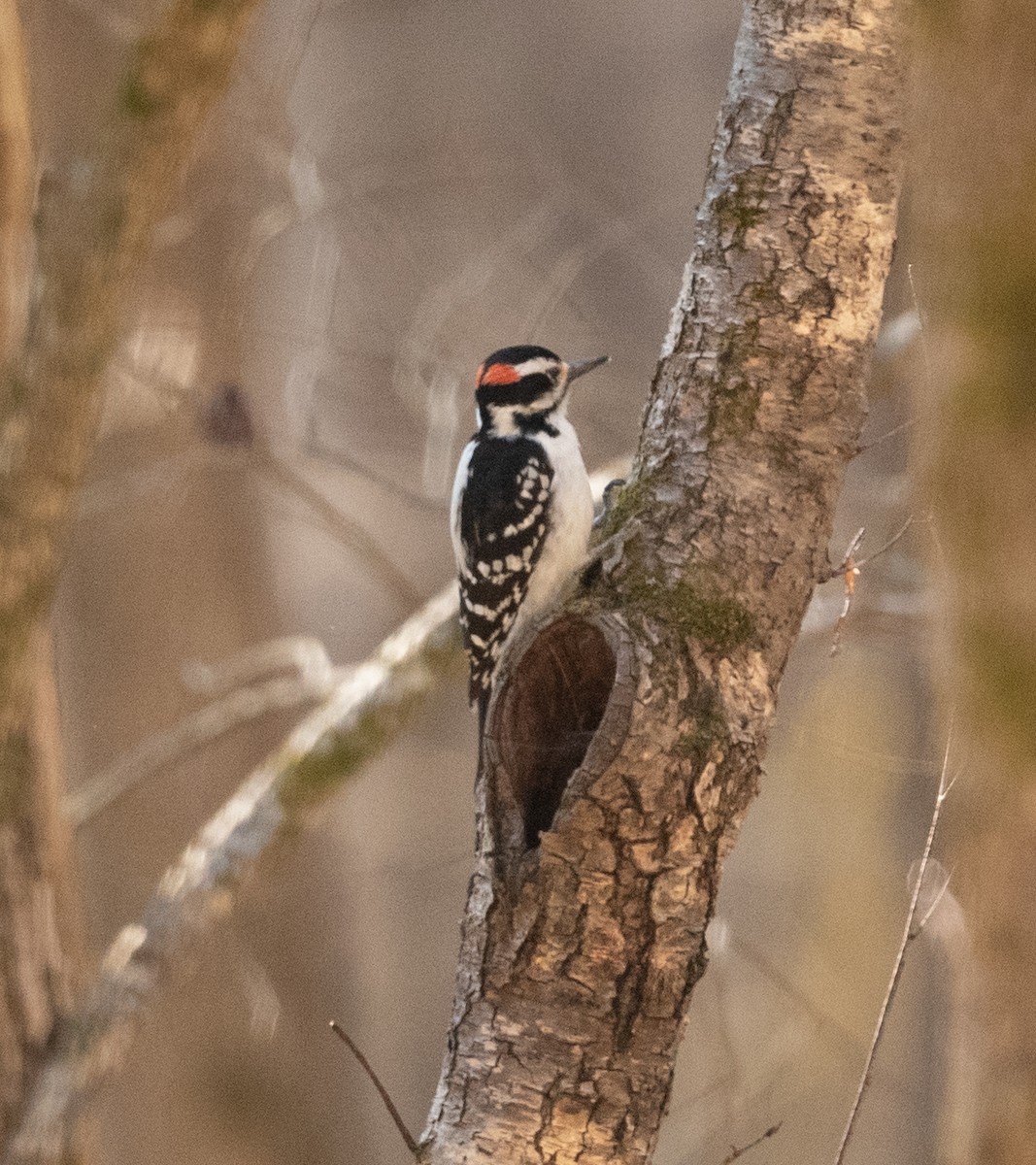 Hairy Woodpecker - ML315695721