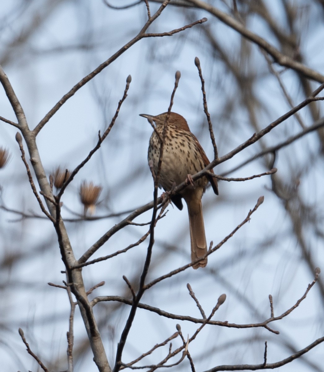 Brown Thrasher - ML315695851