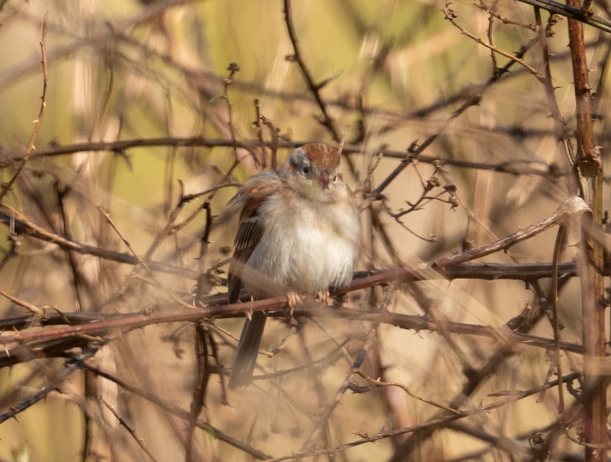 Field Sparrow - ML315695891