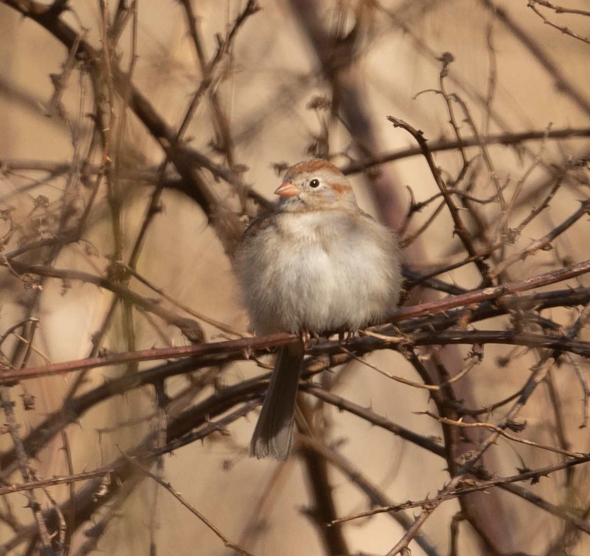 Field Sparrow - ML315695901
