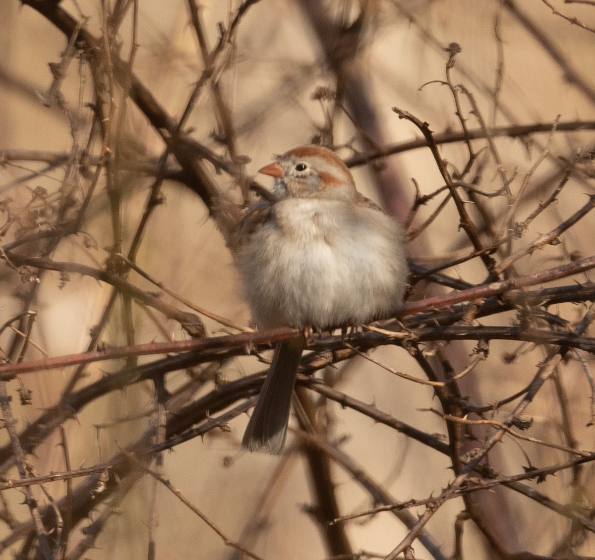 Field Sparrow - ML315695911