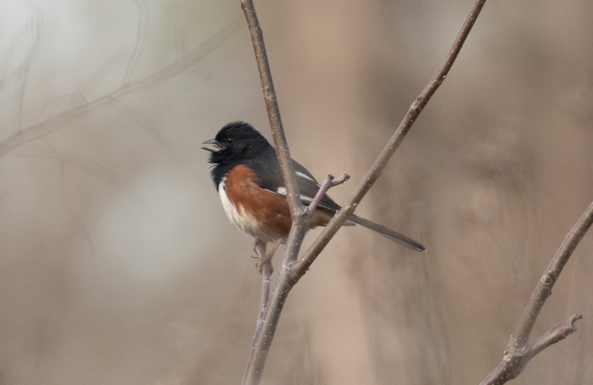 Eastern Towhee - ML315695951