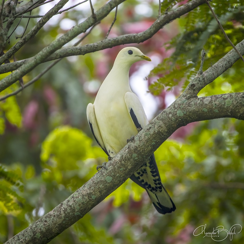 Torresian Imperial-Pigeon - ML315696701