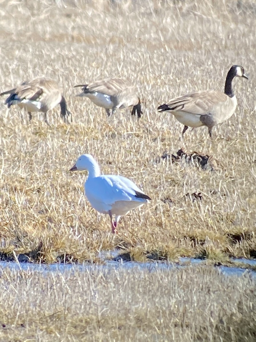 Snow Goose - ML315697521