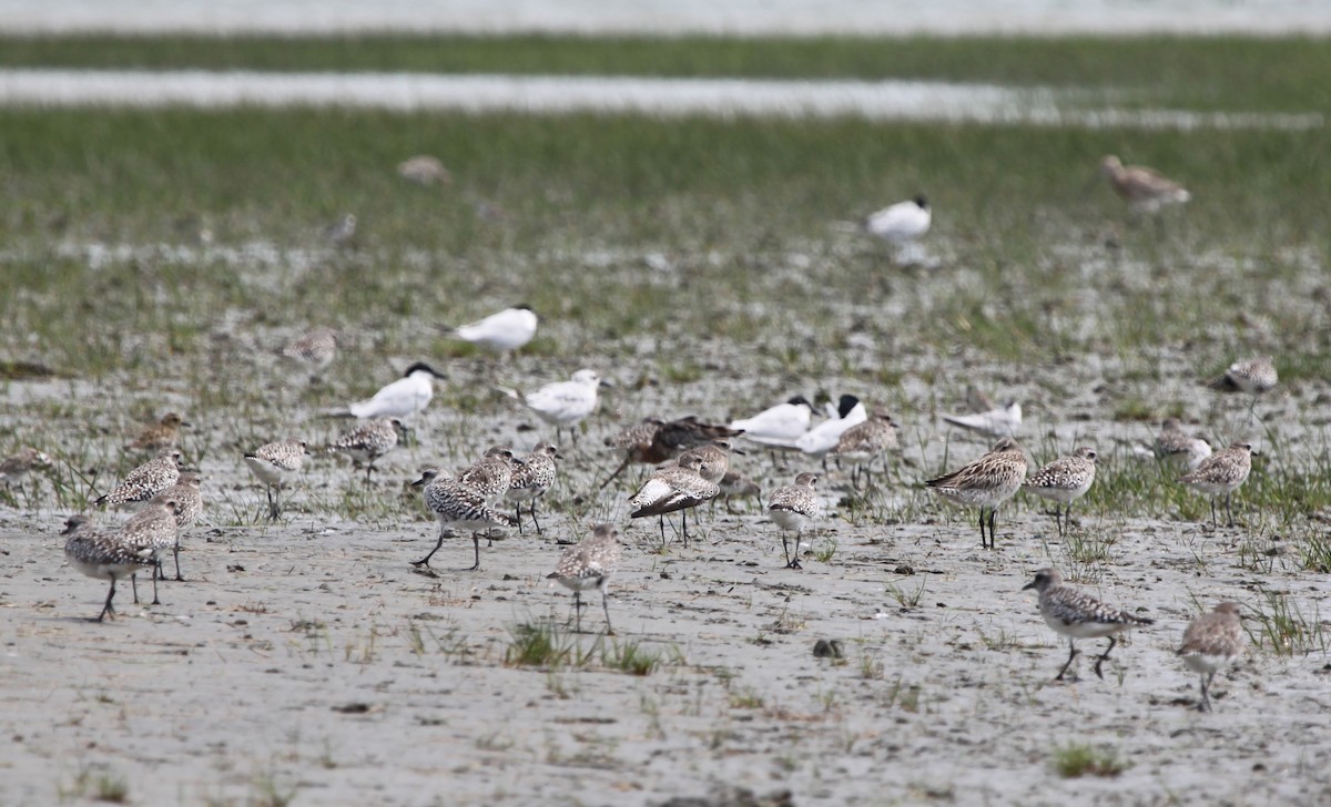 Black-bellied Plover - ML315698381