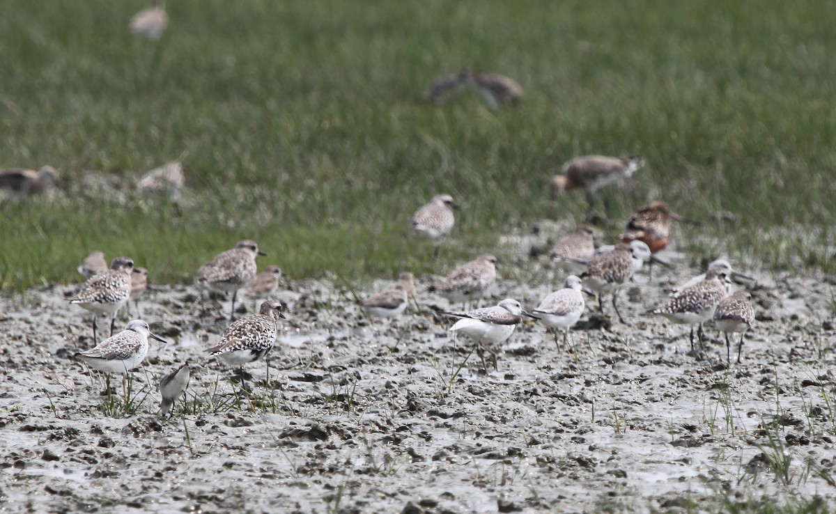 Nordmann's Greenshank - ML315698611