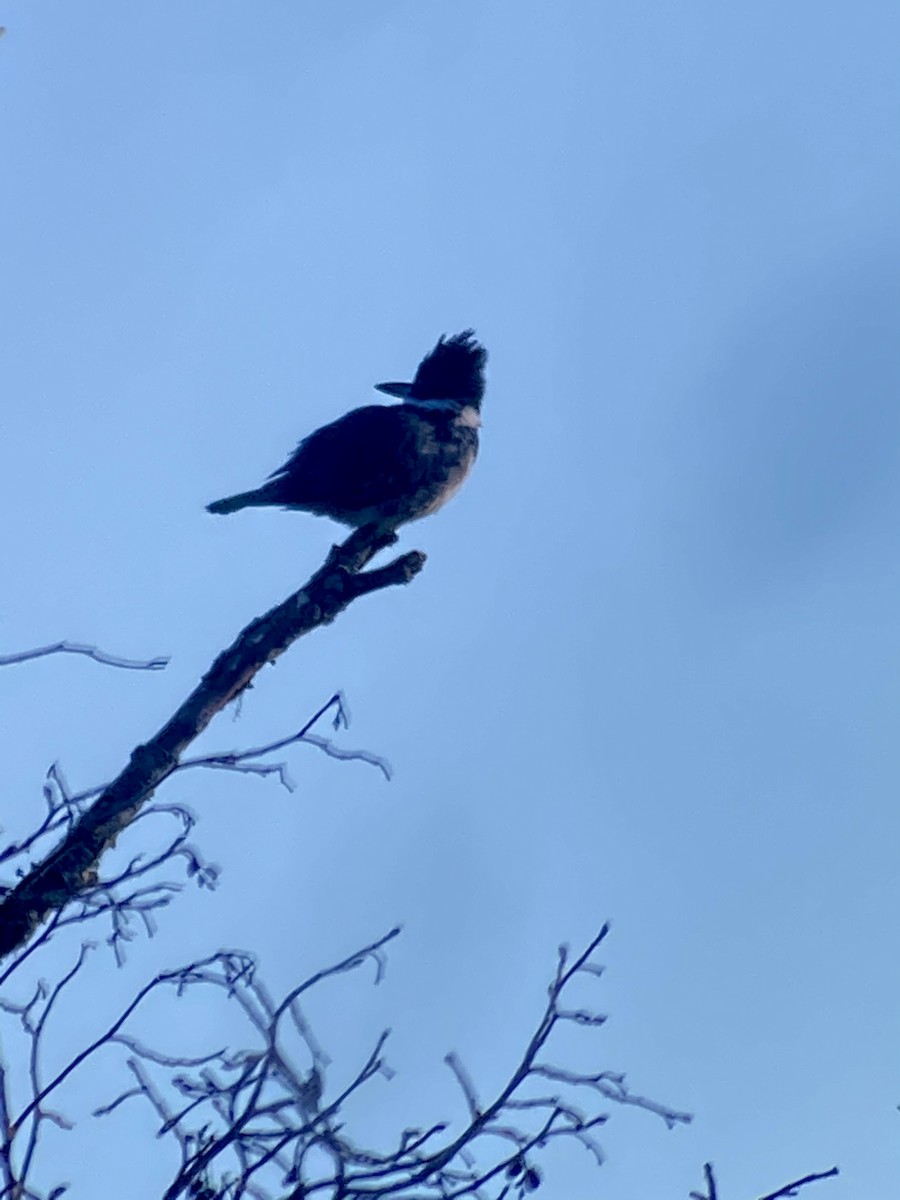 Belted Kingfisher - ML315698701