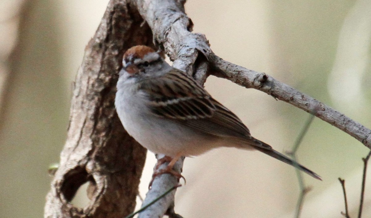 Chipping Sparrow - steve b