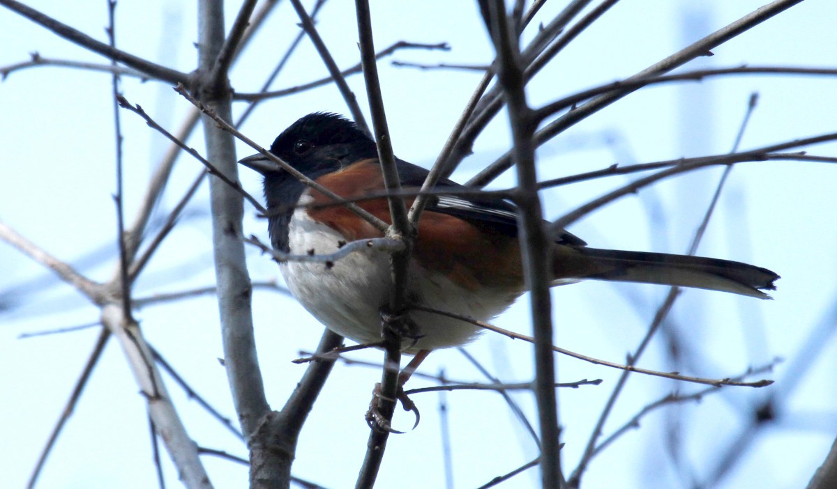 Eastern Towhee - ML315698831