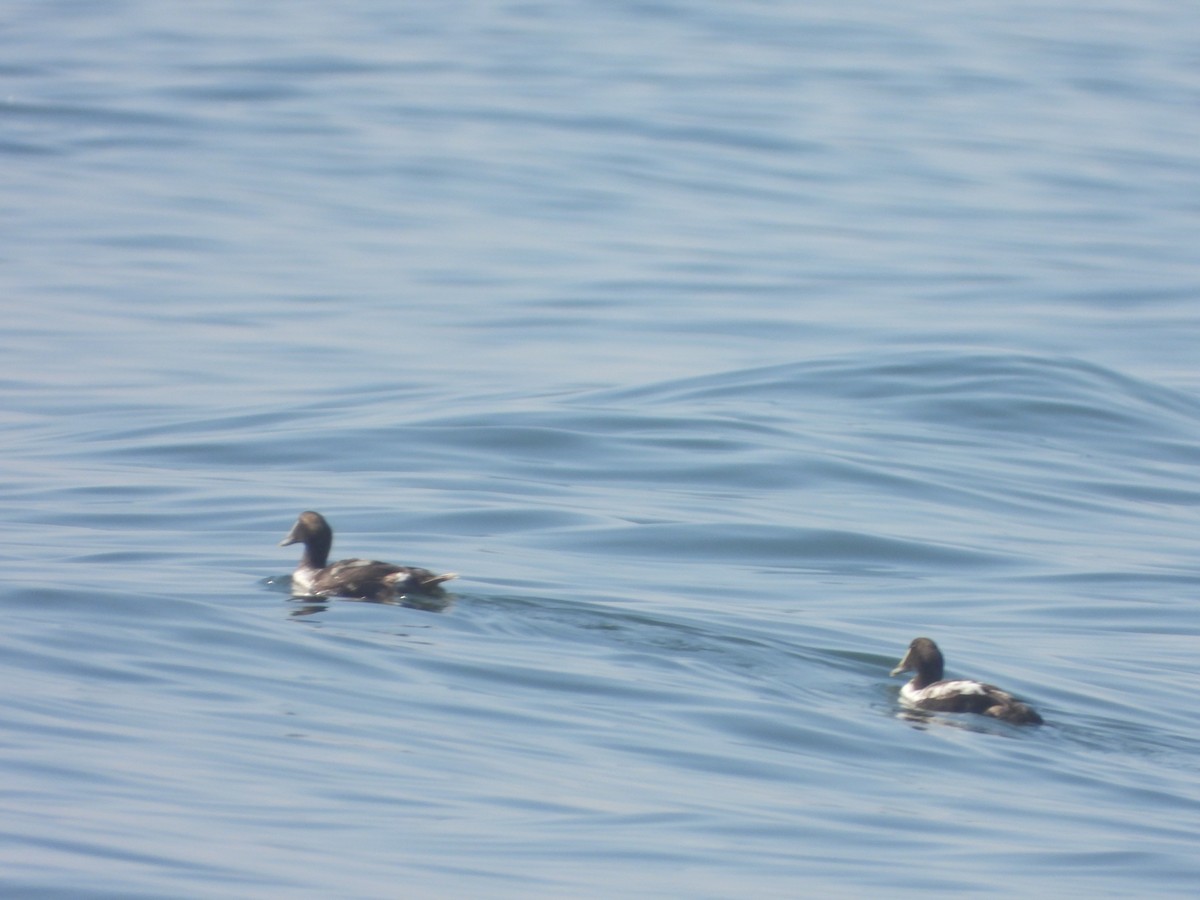 Common Eider - ML315700281