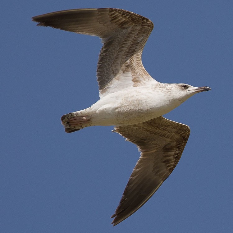 Yellow-legged Gull - ML315700511