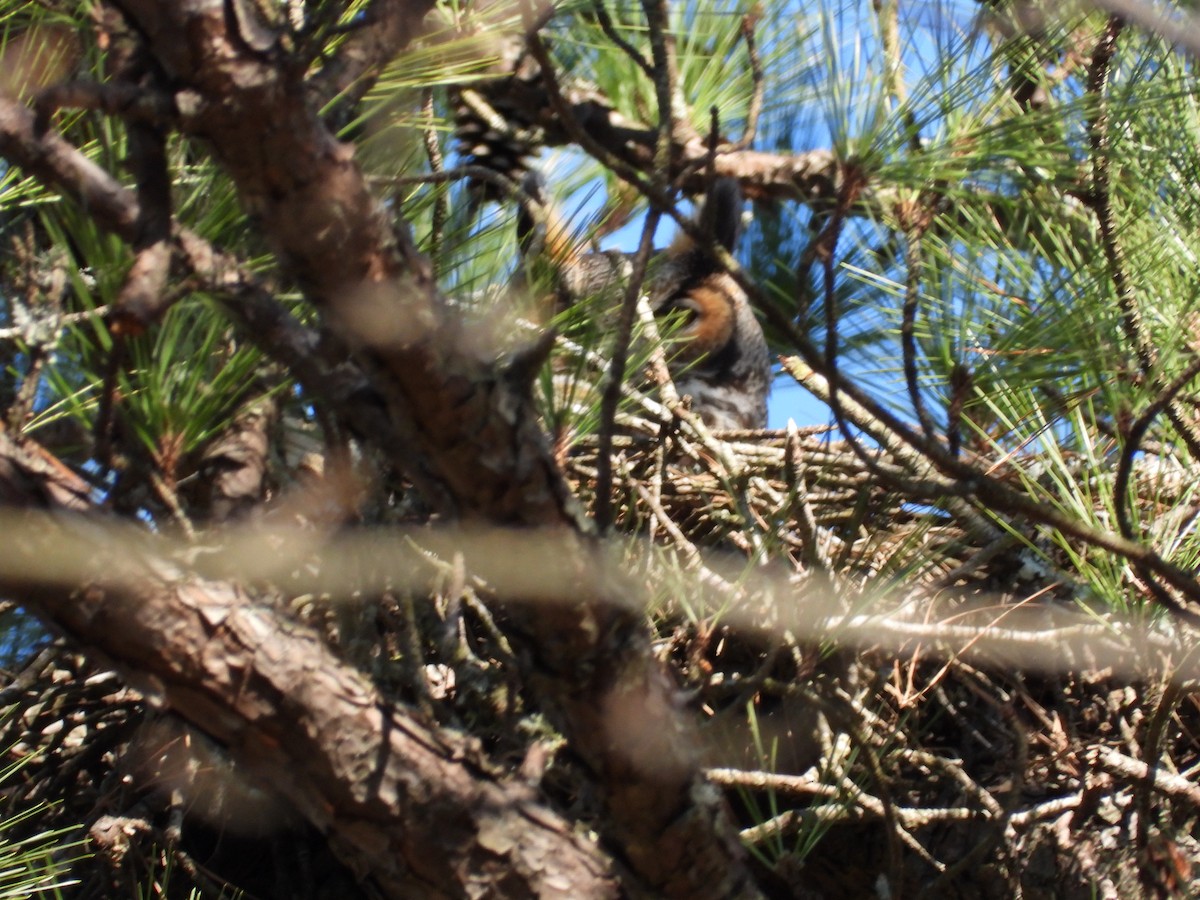 Great Horned Owl - ML315701401