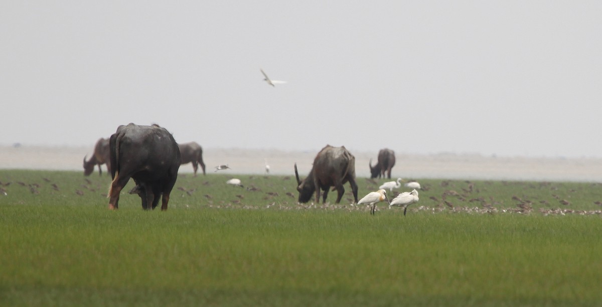 Eurasian Spoonbill - ML315701631