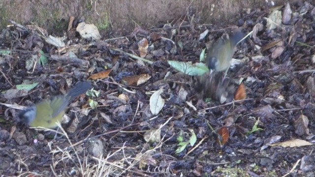 Large-footed Finch - ML315701901