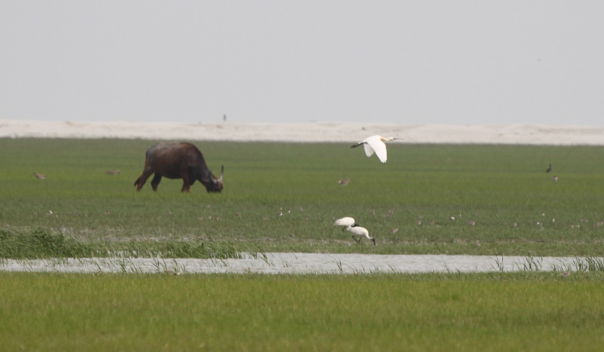 Eurasian Spoonbill - Alexander Lees