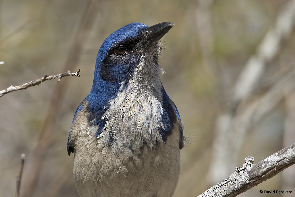 Island Scrub-Jay - ML315703211