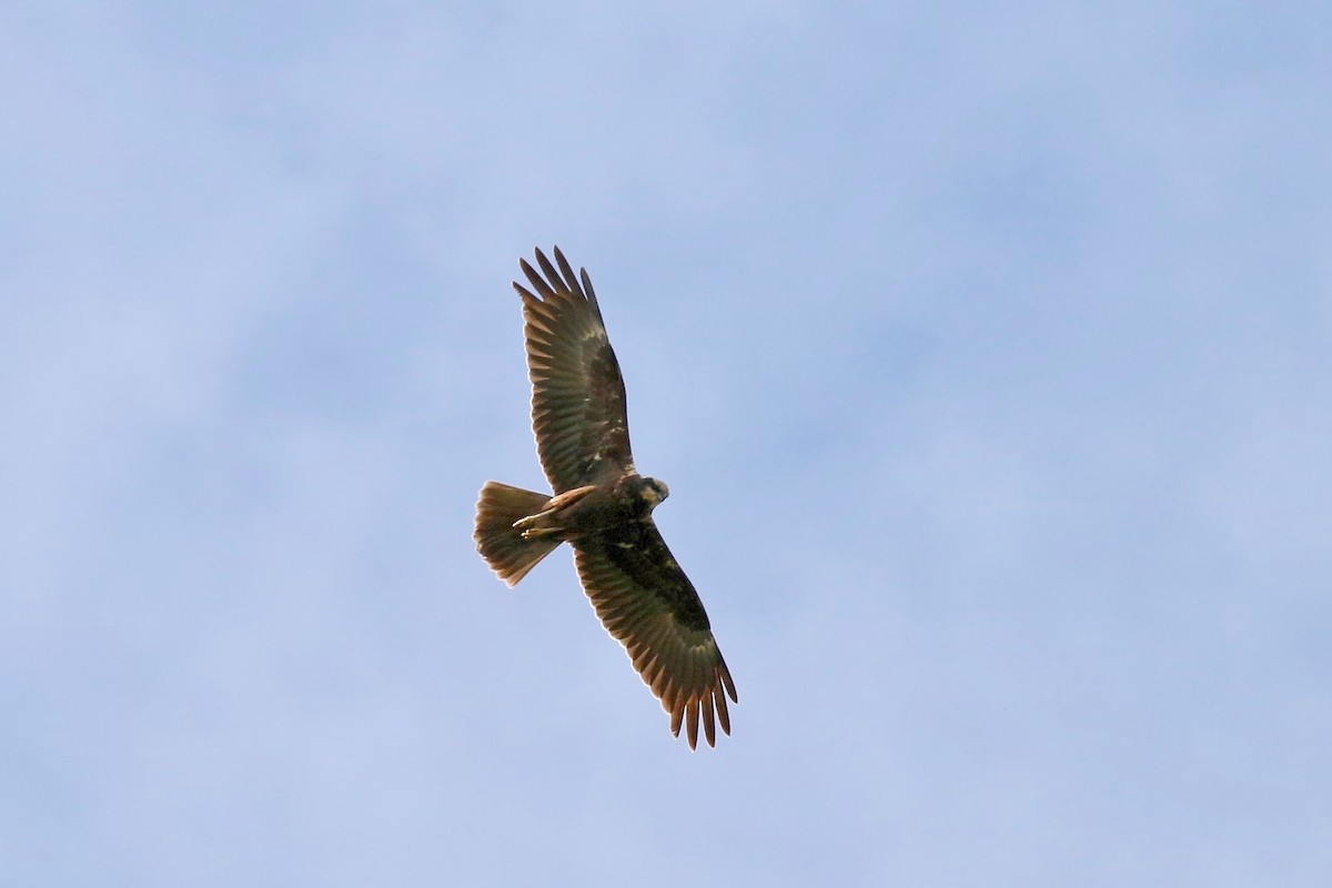 Western Marsh Harrier - Jan Andersson