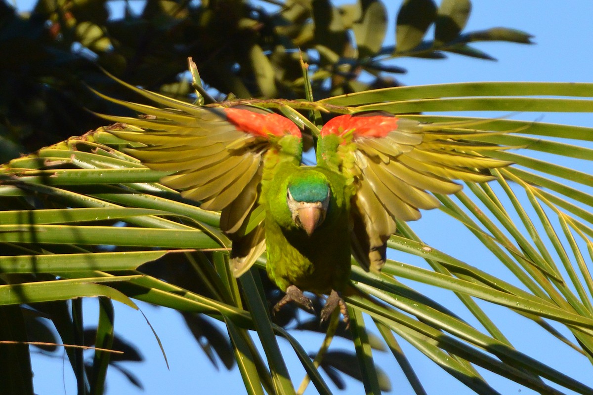 Red-shouldered Macaw - ML315703921