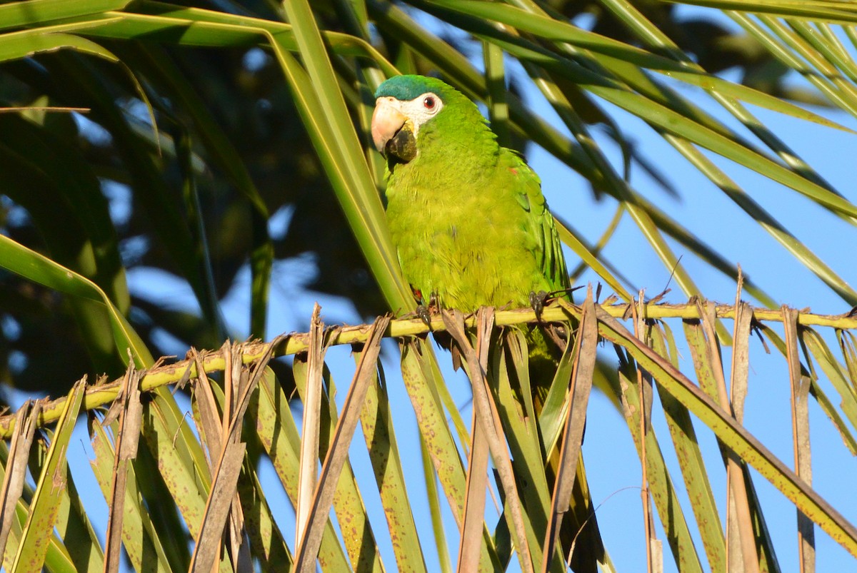 Red-shouldered Macaw - ML315704001