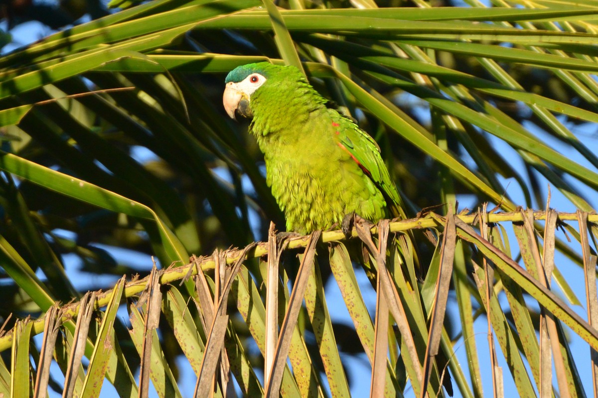 Red-shouldered Macaw - ML315704021