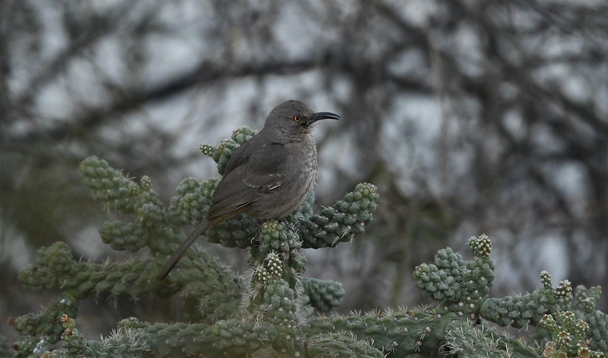 Curve-billed Thrasher - ML315704101