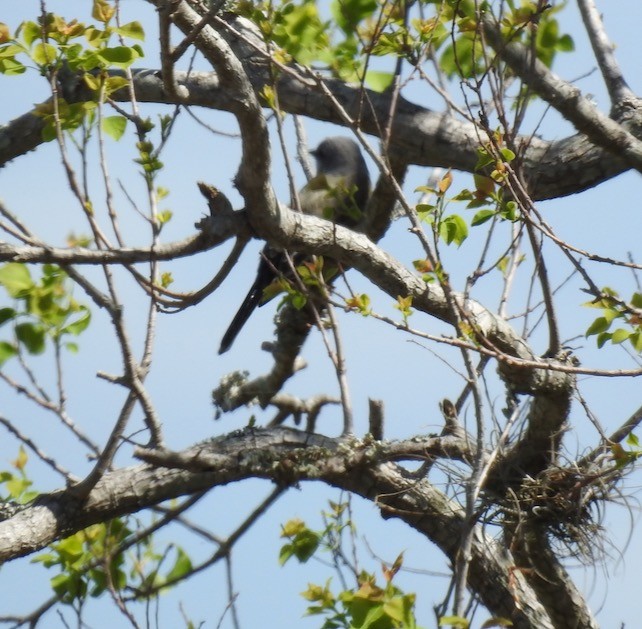 Western Kingbird - ML315704251