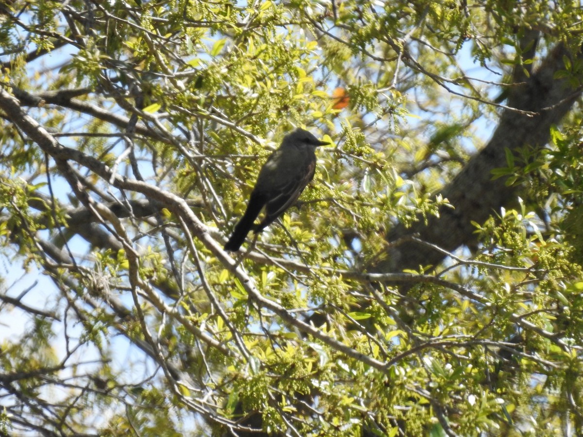 Western Kingbird - ML315704281