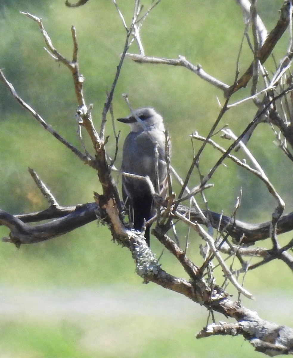 Western Kingbird - ML315704291