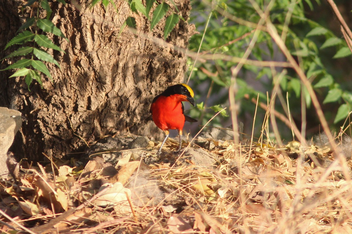 Yellow-crowned Gonolek - ML315704471