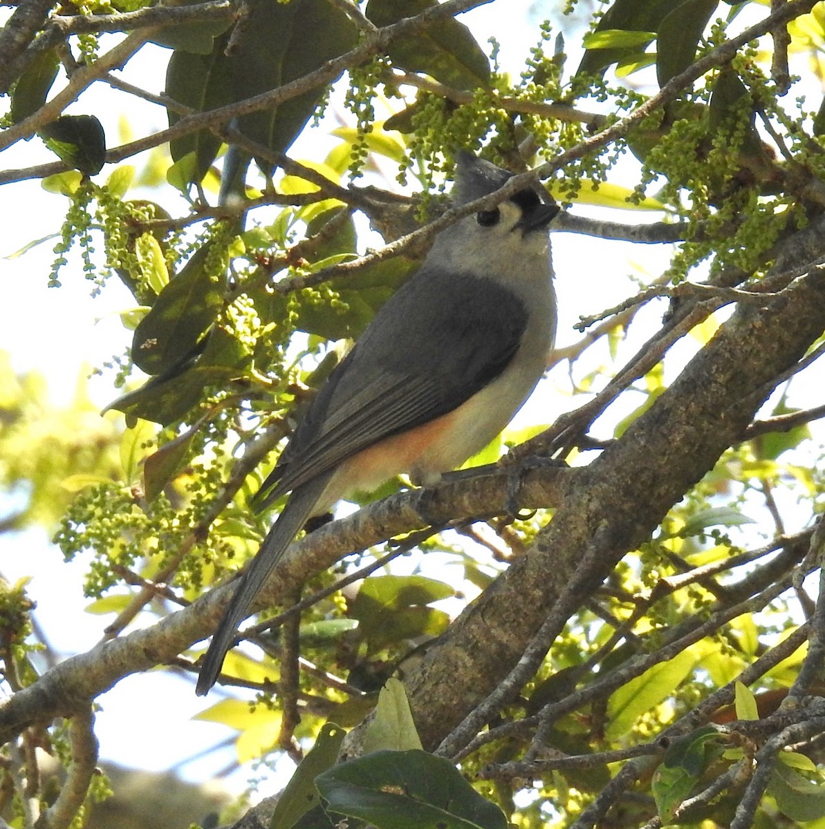 Tufted Titmouse - ML315704501