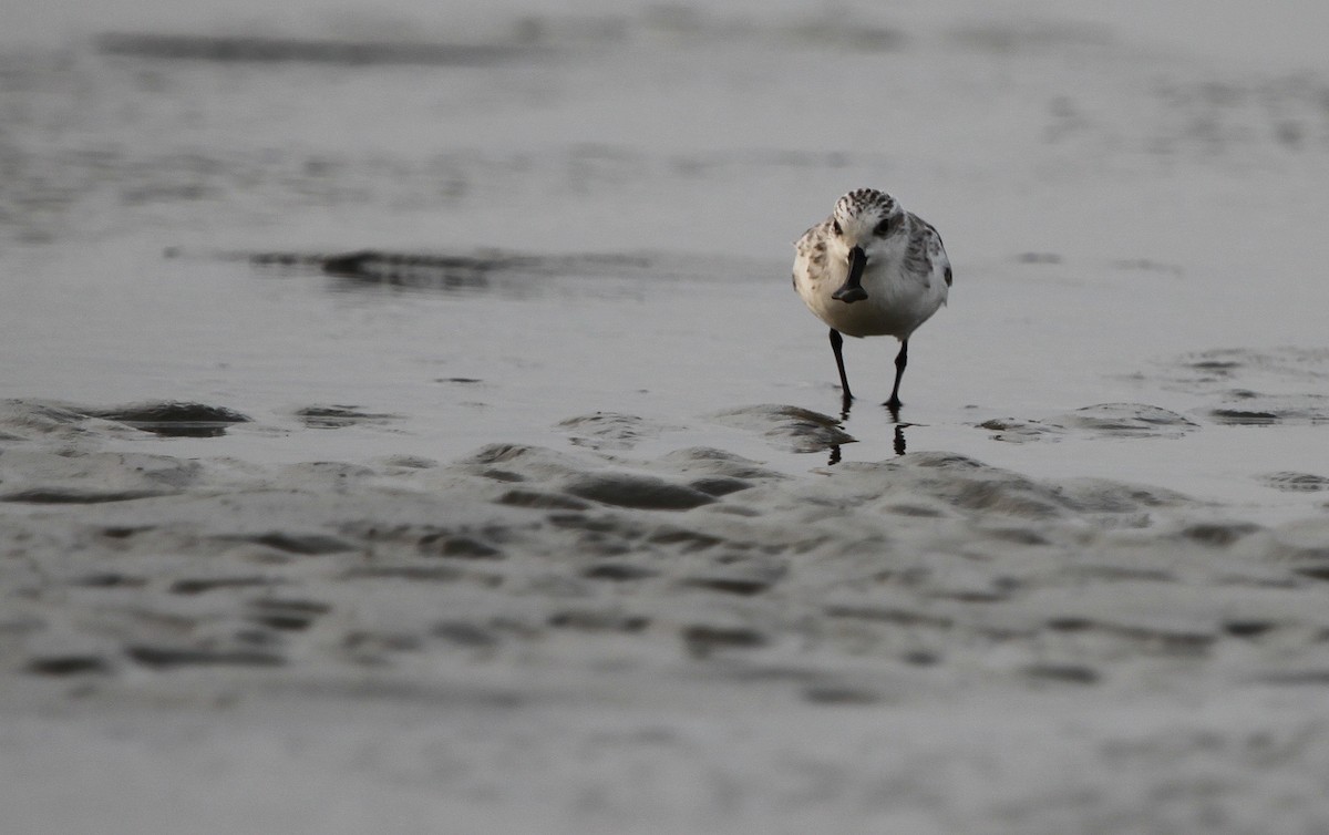 Spoon-billed Sandpiper - ML315705071